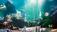 Ocean Fish