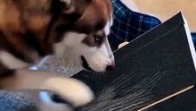 Wooden Dog Scratch Board Nail File – Corgi Approved Nail Care!