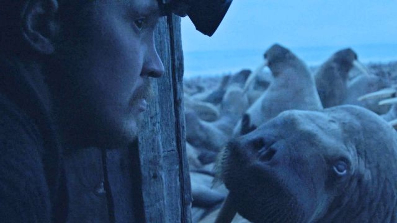 "Haulout": Melting Sea Ice Pushes Walruses to t...