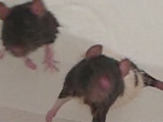 Le bain de mes ratounettes ! X3
