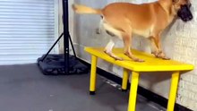 ​How Trained Is This Dog? Incredible Belgian Malinois Skills