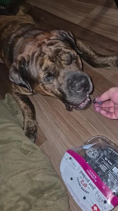 Dog Loves Eating Blueberries