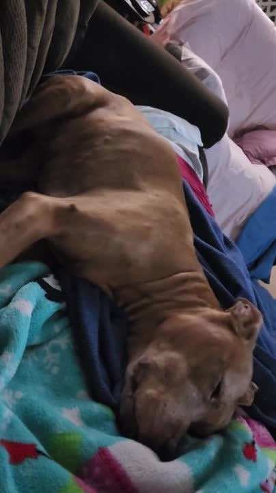 Dog Starts Dancing in Sleep When Owner Played Music