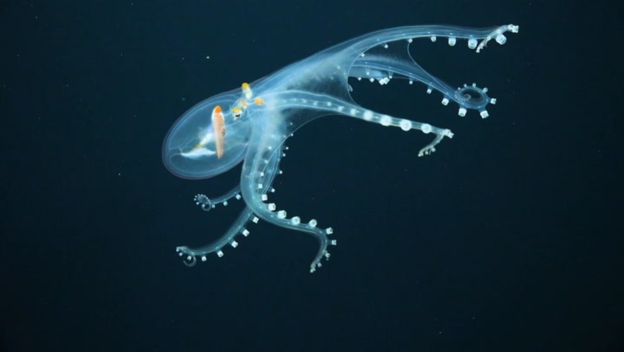 Glass Octopus Captured In Rare Footage By Underwater Robot