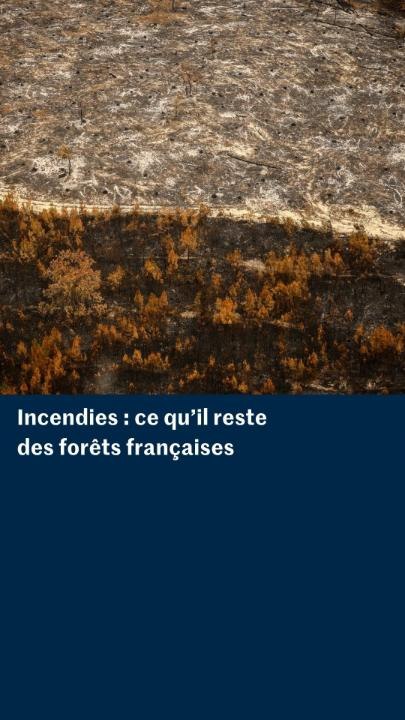 Les images des forêts des Landes et de Fontainebleau après le passage des incendies de juillet