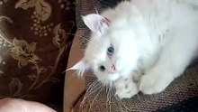 My Persian Cat Lovely Lily