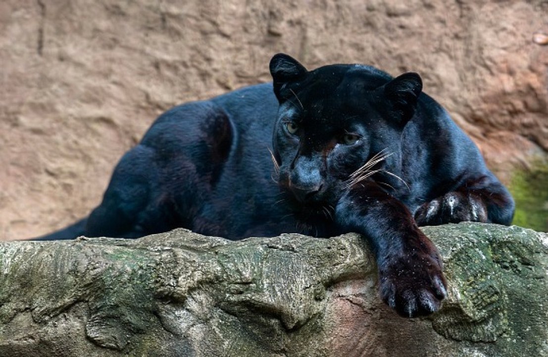 A wildlife photographer claims to have spotted a panther crossing a main road in Wales
