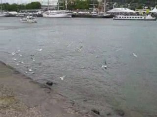 V14- Les mouettes sans Chandon