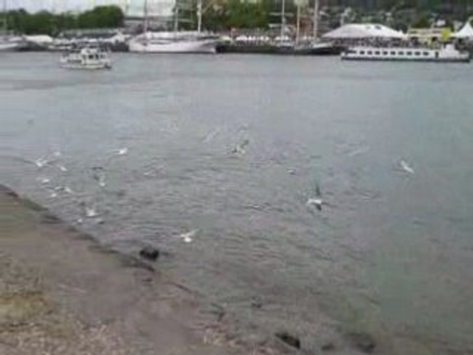 V14- Les mouettes sans Chandon