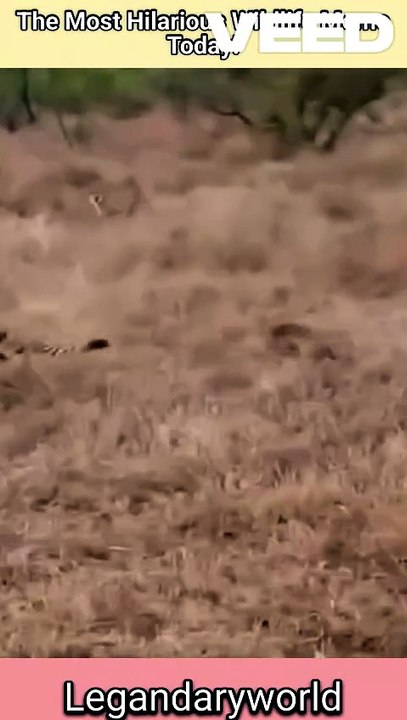 Kasongo Wins Another Round | wildlife Memes | Jungle Comedy #lion #kasongo #wildlife #junglelife