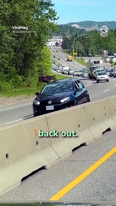 Baby Moose Saved by Kind Stranger 🥺