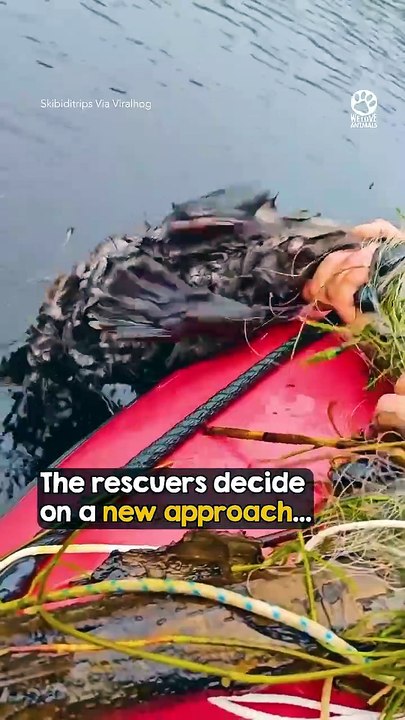 Exhausted Beaver Saved Just in Time ❤️