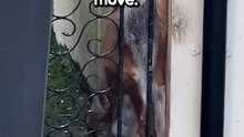 Helpless fox trapped in iron gate💔