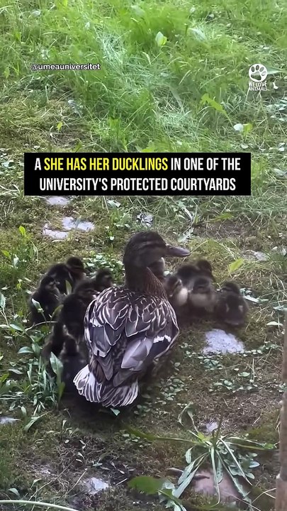 Mama Duck Asks Staff to Help Her Babies