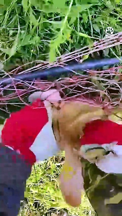Man Hears Strange Cries and Finds a Helpless Creature 🥺