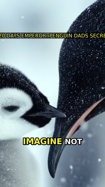 120 Days?! Emperor Penguin Dad's Secret 🐧