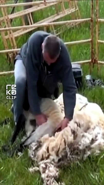 Sheep Shearing Up Close and Personal! #sheepfarming #sheep #shearing #farming #sheepshearing