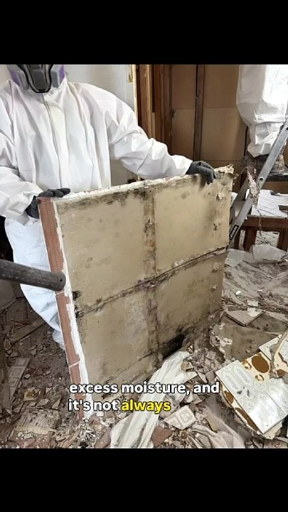 Mold Removal in Toronto | Professional Mold Remediation