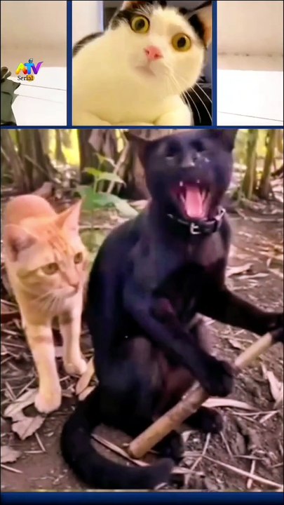 AIAfunny ! Nowadays Viclips FBreels🤣 catFun