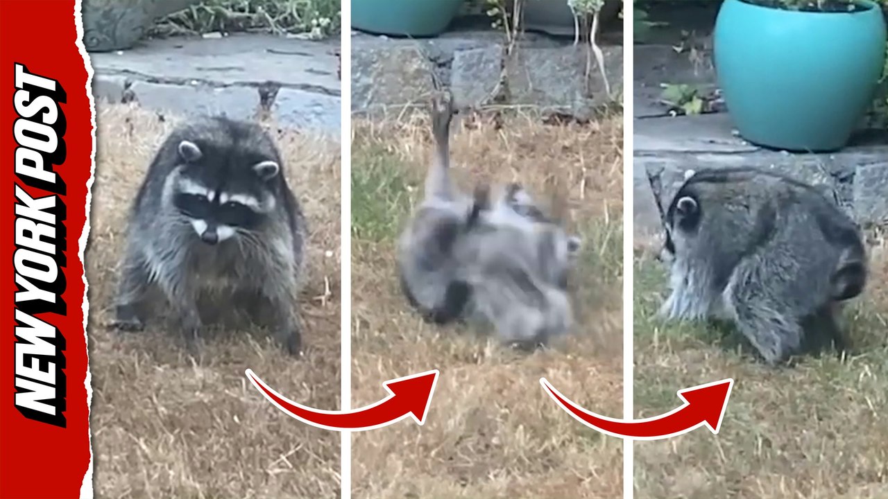Jimothy's suspected dad, Danny DeVito, performs body roll in Seattle yard