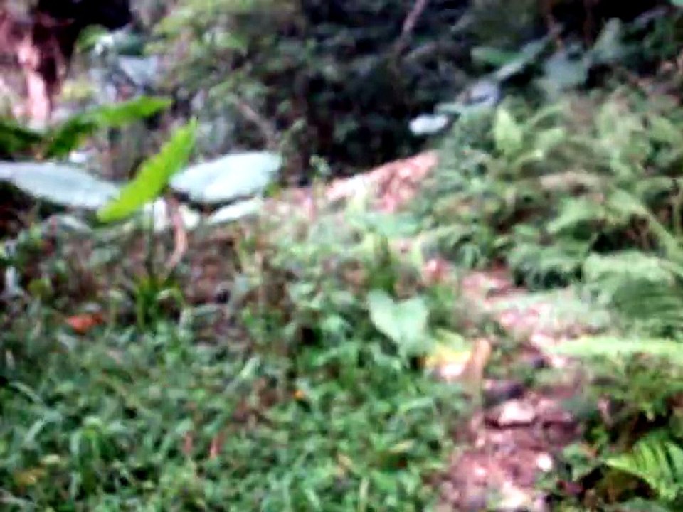 260731新埔蓮華山古道群-01