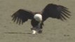 Bald Eagle Eating plus Juvenile