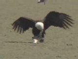 Bald Eagle Eating plus Juvenile