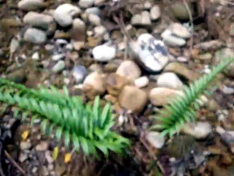 260731新埔蓮華山古道群-02
