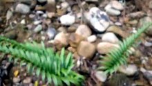 260731新埔蓮華山古道群-02