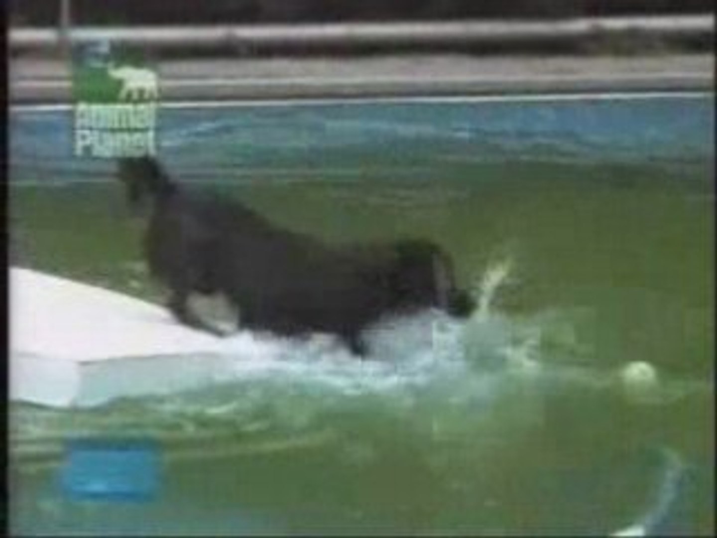 ⁣Animal Planet - Smart Dog