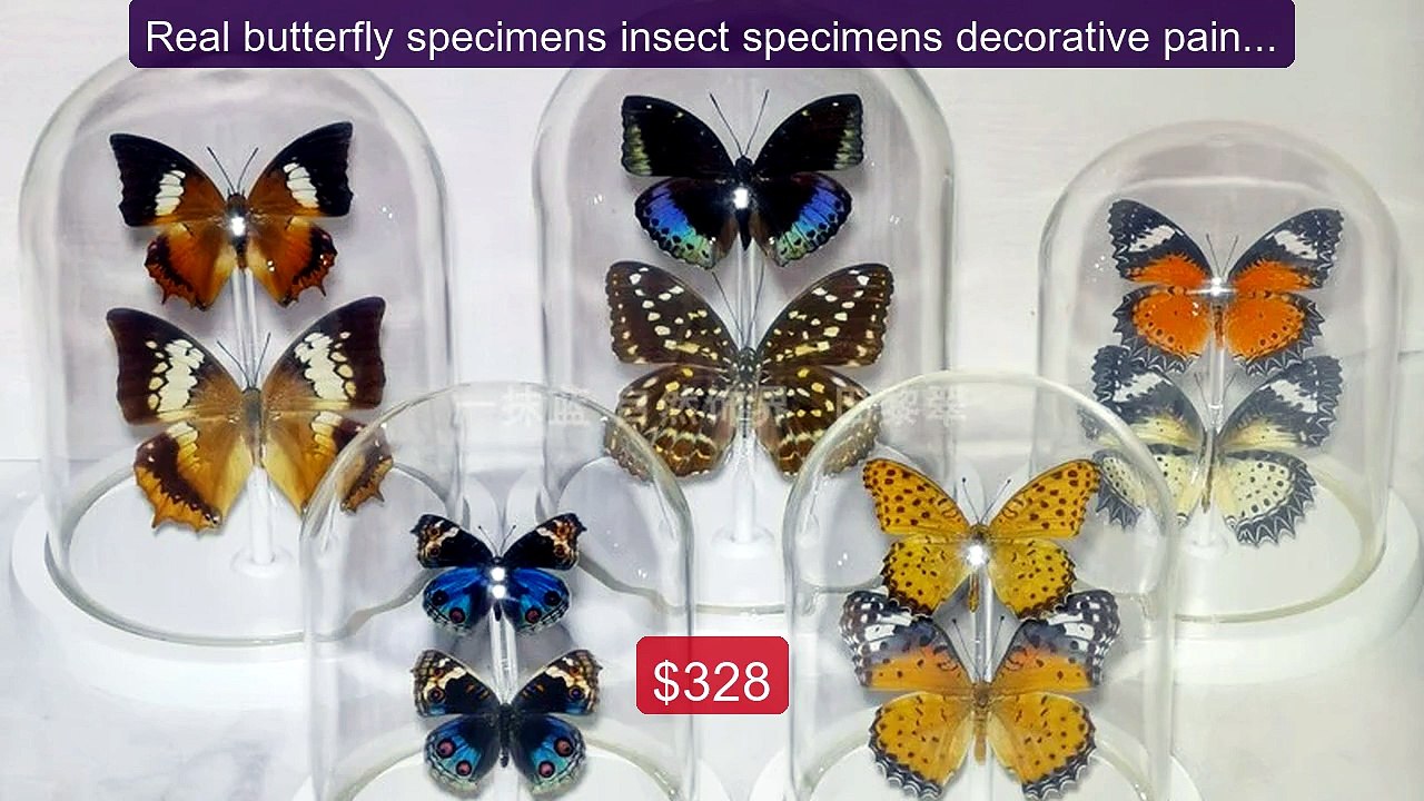 Real butterfly specimens insect specimens decor...