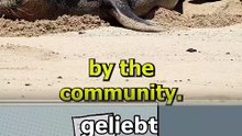 Arroganter Tourist wirft Stein auf Robbe und erhält sofortige Karma-Quittung