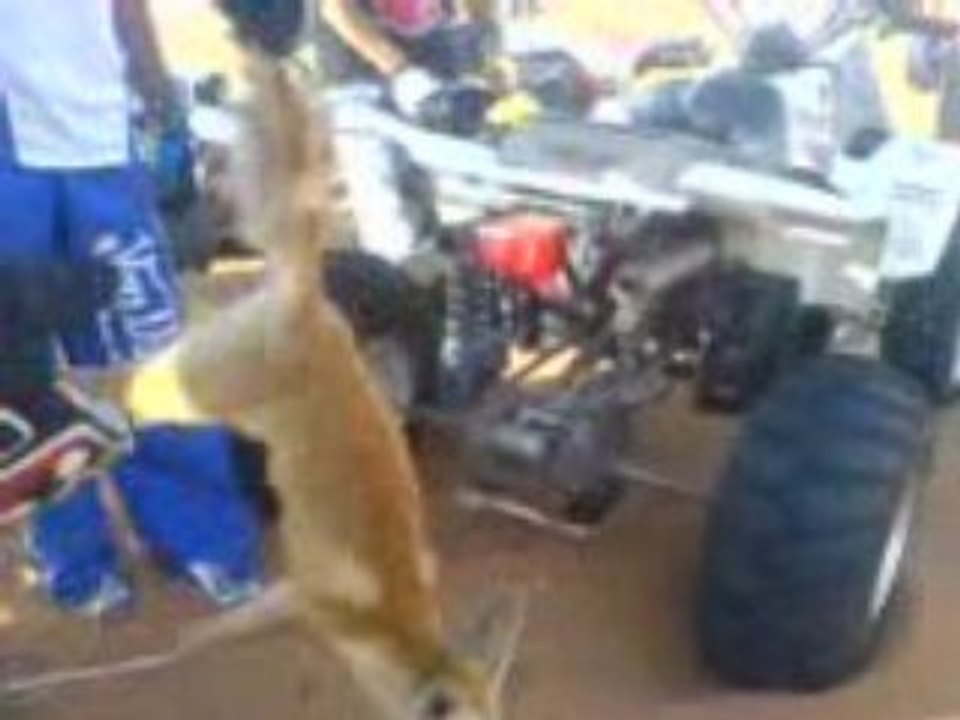 poor fox