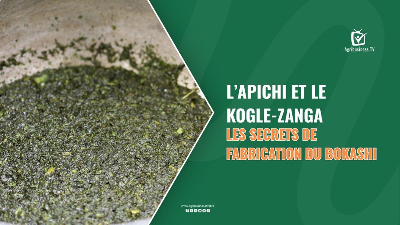 Agri Actu : L’Apichi et le Kogle-zanga pour repousser les ravageurs des cultures