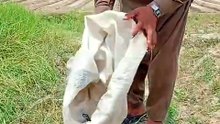 Nag KO Azad Kia