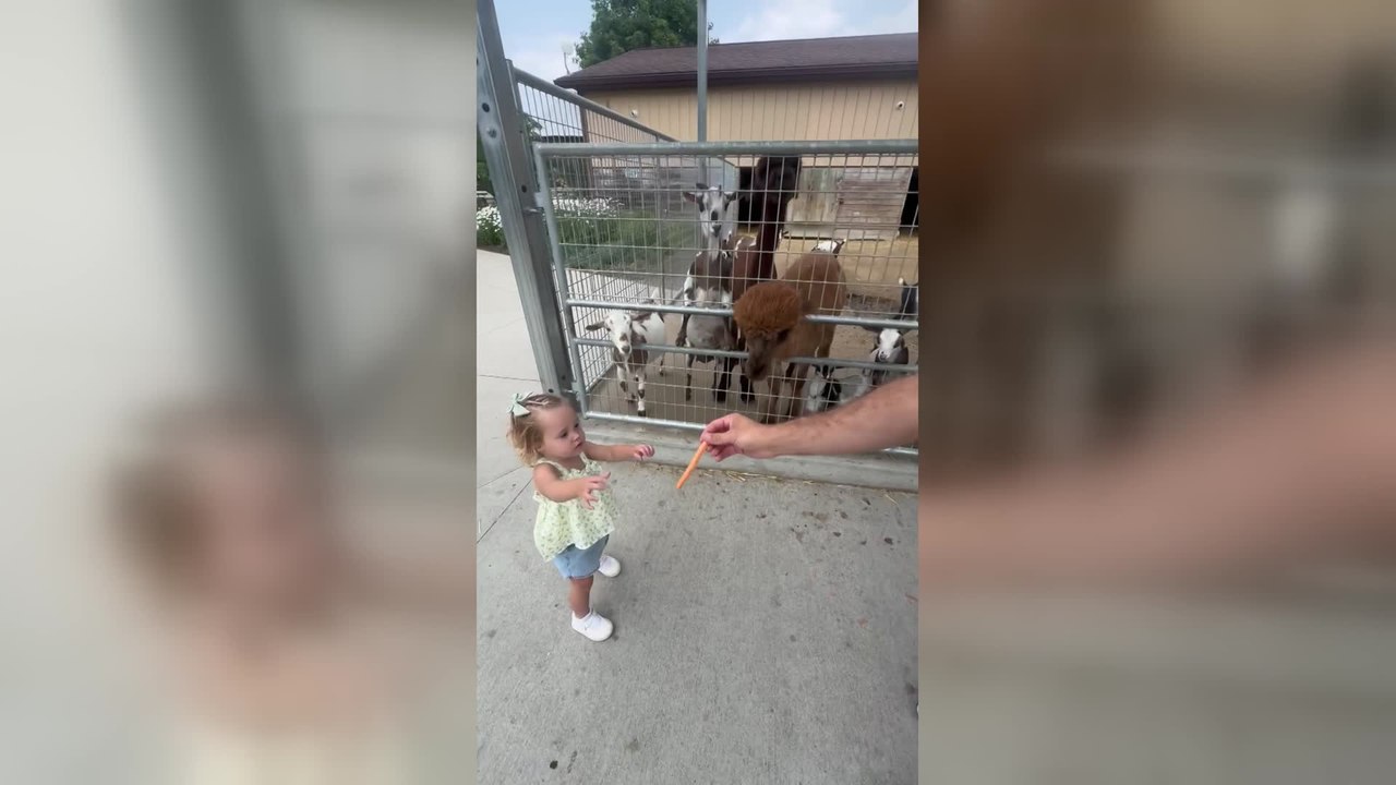 Alpaca Spits on Toddler During Her Very First Zoo Visit