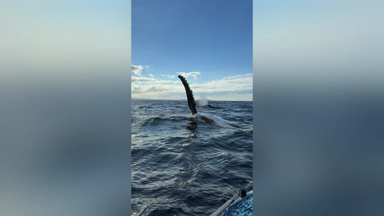 Playful Humpback Whales Treat Boaters to Hour-long Ocean Spectacle