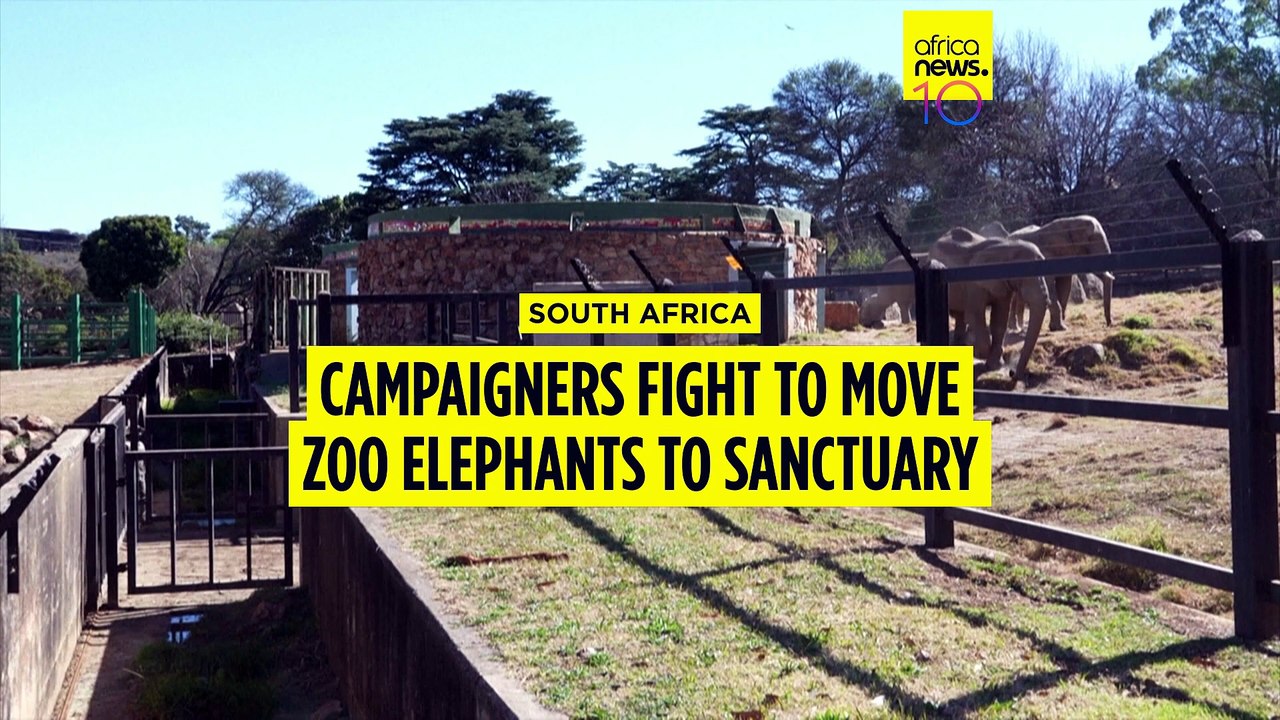 Campaigners demand sanctuary for Johannesburg Zoo elephants