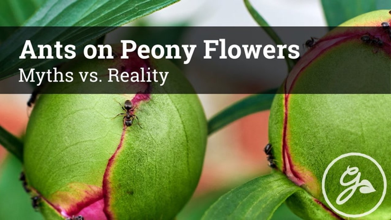 The Surprising Truth About Ants and Peonies