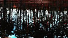 Evening Birdsong for Sleep | Forest Lake at Sunset