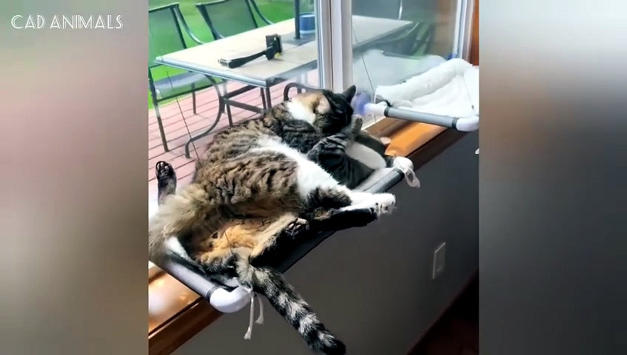 Kompilasi kucing lucu 😹