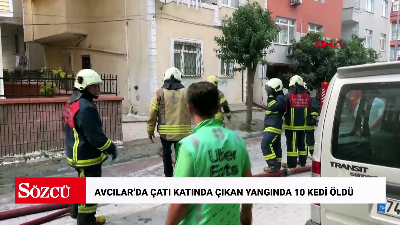 Avcılar’da çatı katında çıkan yangında 10 kedi öldü; 2 kedi çatıdan atladı
