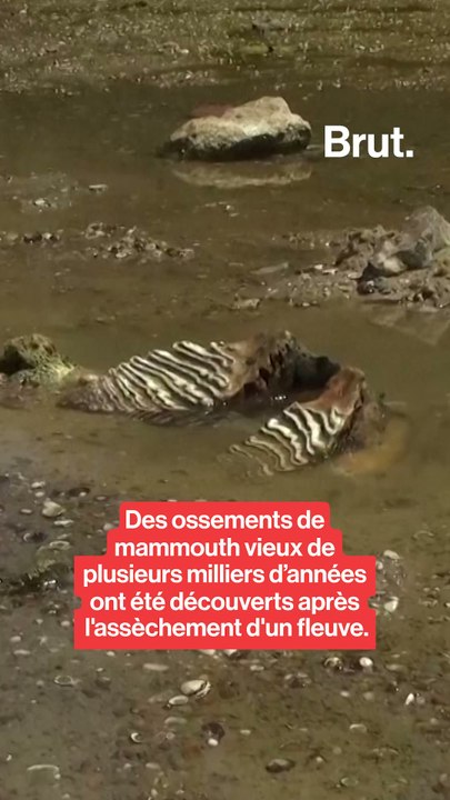 Des ossements de mammouth vieux de plusieurs milliers d’années ont été découverts après l'assèchement d'un fleuve.