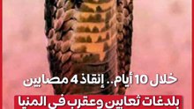 خلال 10 أيام.. إنقاذ 4 مصابين بلدغات ثعابين وعقرب في المنيا