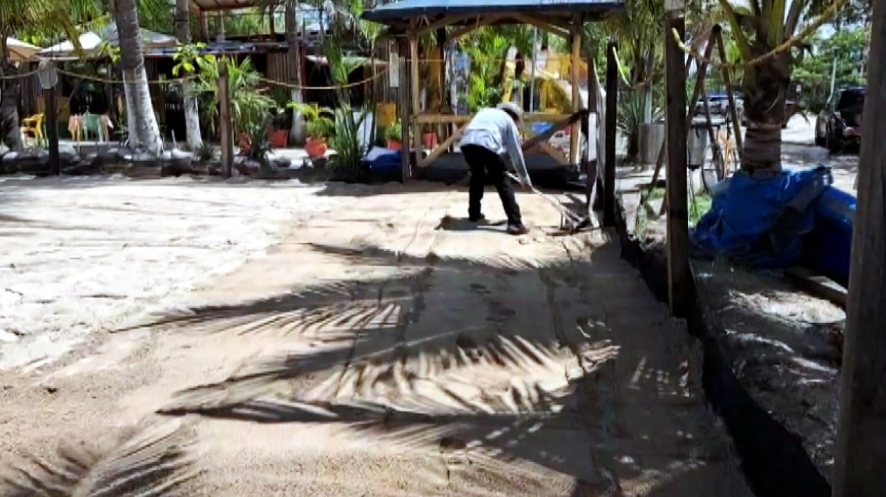 Puerto Vallarta protege a miles de tortugas marinas | CPS Noticias Puerto Vallarta