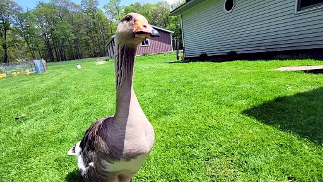 Tooey passes judgement on the young ducklings before sauntering off. | #SparklegleamFarm #MaryTylerMolt #DVD #DickVanDuck #MTM #Tooey #farm #Lemongrab #geese #farmanimals #UNACCEPTABLE #cute