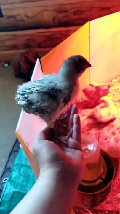 Did somebody order a handheld chicken? | #SparklegleamFarm #Chicken #homestead #farmanimals #cute