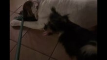 Agozzino Alfredo story con i suoi amici