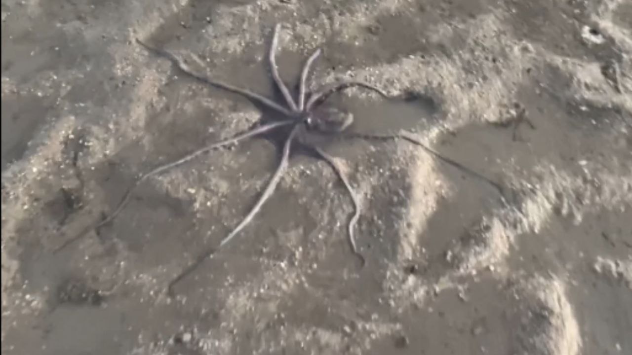 Heartwarming Act of Kindness: Woman Saves Octopus