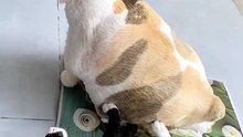 Cat vs Cow. . 😸😸😸